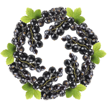 Blackcurrant Aroma